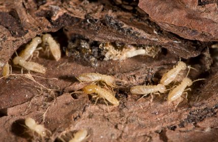 termites