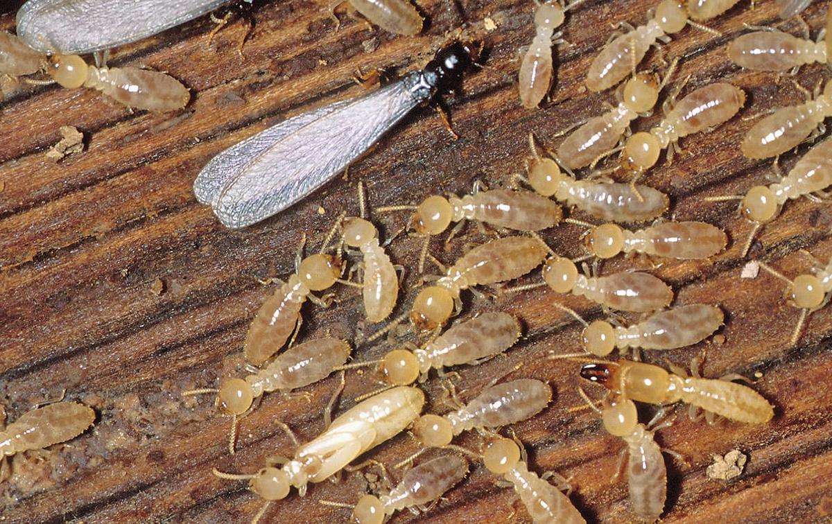 termites