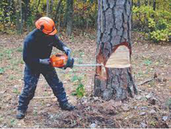 tree removal