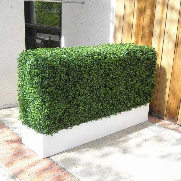 box hedges