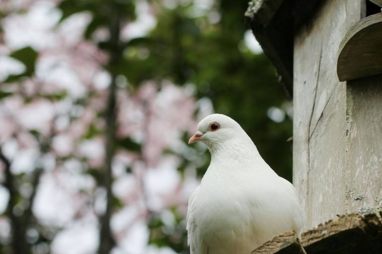 bird control in industrial facilities