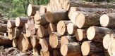 Zimbabwe timber firm Allied Timber to buy milling equipment