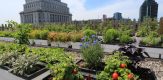 South Africa to construct rooftop gardens in Johannesburg