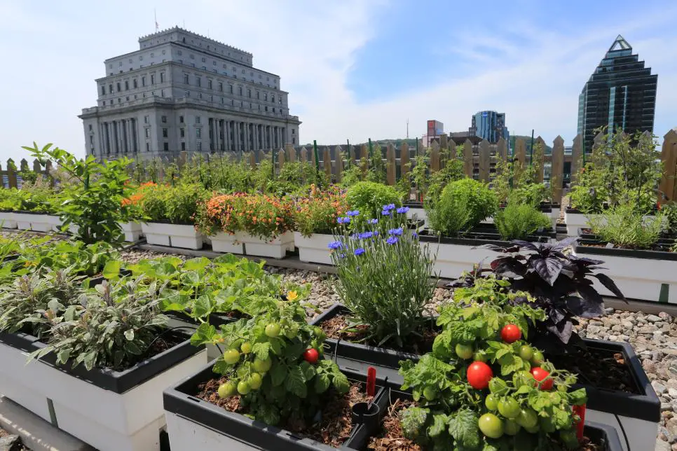 South Africa to construct rooftop gardens in Johannesburg