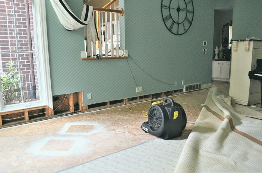 Mold Removal