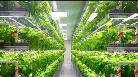 GoodLeaf Farms Calgary Anchors Canada's Largest Vertical Farming Network
