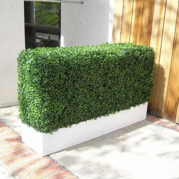 box hedges